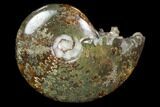 Polished, Agatized Ammonite (Cleoniceras) - Madagascar #97321-1